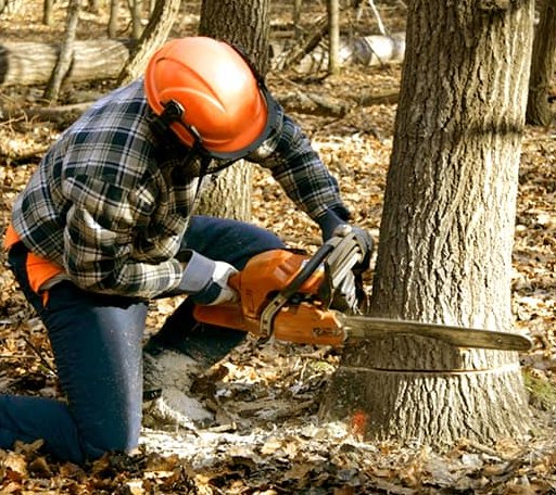 Tree Removal in Gerry, NY